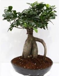 5 ya��nda japon a�ac� bonsai bitkisi kaliteli taze ve ucuz �i�ekler 