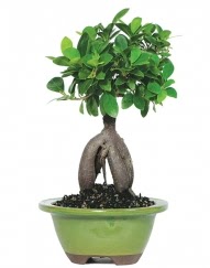 5 ya��nda japon a�ac� bonsai bitkisi Ergazi Mahallesi �i�ek g�nderme sitemiz g�venlidir 