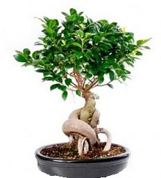 Bonsai Japon a�ac� saks� bitkisi Sincan �i�ek sipari�i 