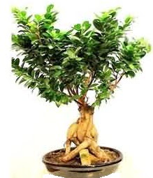 Bonsai Japon a�ac� saks� bitkisi Bat�kent yurti�i �i�ek sipari�i 