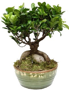 Japon a�ac� bonsai saks� bitkisi Etimesgut cicekciler , cicek siparisi 