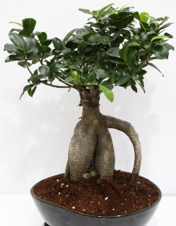 Japon a�ac� bonsai saks� bitkisi Bat�kent �i�ek g�nderme 