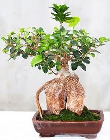 Japon a�ac� bonsai saks� bitkisi Yenimahalle �i�ek online �i�ek sipari�i 