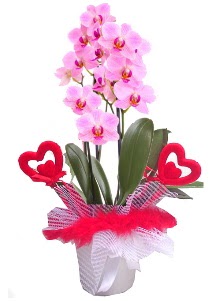 2 dall� mor orkide 2 kalp �ubuk Urankent g�n� �i�ek yolla 