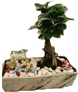Japon a�ac� bonsai sat��� Yeni bat� mahallesi , �i�ek�i , �i�ek�ilik 