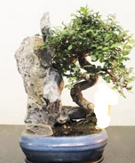 Japon a�ac� bonsai saks� bitkisi sat��� kaliteli taze ve ucuz �i�ekler 