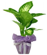 80 cm B�y�k boy Tropik saks� bitkisi Yeni bat� mahallesi , �i�ek�i , �i�ek�ilik 