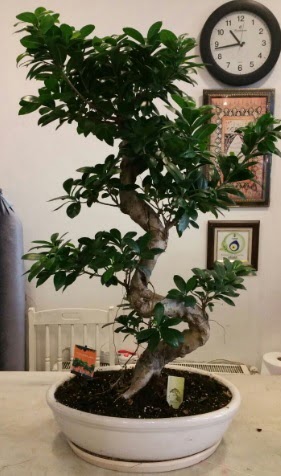100 cm y�ksekli�inde dev bonsai japon a�ac� Etimesgut cicekciler , cicek siparisi 