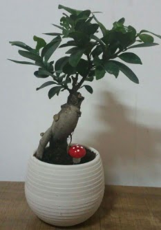 Bonsai japon a�ac� saks� �i�e�i Bat�kent �nternetten �i�ek sipari�i 