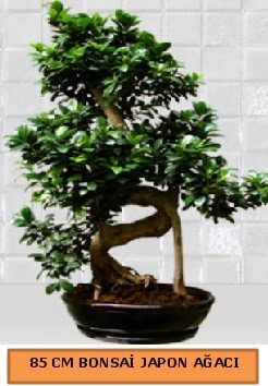85 CM Japon a�ac� Bonsai saks� bitkisi Yenimahalle �i�ek online �i�ek sipari�i 