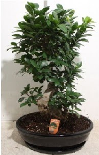 75 CM Ginseng bonsai Japon a�ac� Urankent g�n� �i�ek yolla 