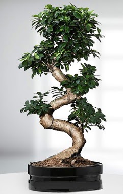 90 CM Japon A�ac� Bonsai saks� �i�e�i Bat�kent �i�ek sipari�i sitesi 