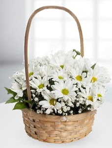 Sepet i�erisinde papatya �i�e�i Sincan �i�ek sipari�i 