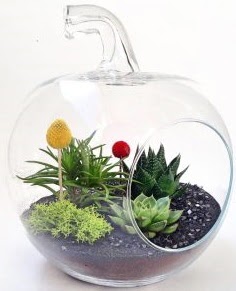 Elma Terrarium orta boy 5 kakt�s kaliteli taze ve ucuz �i�ekler 