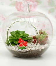 K���k elma terrarium 3 kakt�s Kardelen mahallesi �i�ek g�nderme 