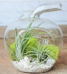 Elma terrarium k���k boy 2 kakt�s Fatih �i�ek sipari�i vermek 