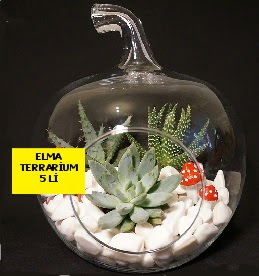 5 kakt�sl� Elma terrarium orta boy Kardelen mahallesi �i�ek g�nderme 