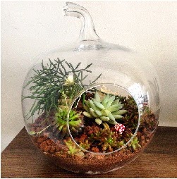 Orta boy elma terrarium 3 kakt�sl� kaliteli taze ve ucuz �i�ekler 