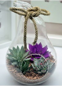 Orta boy armut 3 kakt�s terrarium kaliteli taze ve ucuz �i�ekler 
