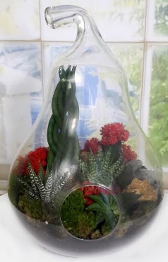 5 adet kakt�s orta boy armut terrarium Bat�kent yurti�i �i�ek sipari�i 