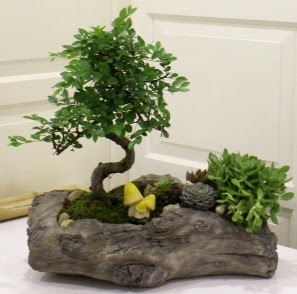 A�a� k�t�k i�erisinde Bonsai ve Kakt�s kaliteli taze ve ucuz �i�ekler 