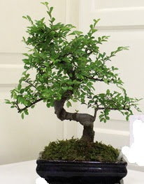 Bonsai saks� �i�e�i Sincan �i�ek sipari�i 