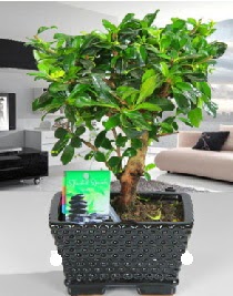 Bonsai japon a�ac� saks� bitkisi Demetevler Oran 14 �ubat sevgililer g�n� �i�ek 