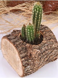 K�t�k i�erisinde 3 kakt�s terrarium Demetevler �i�ek sipari�i 