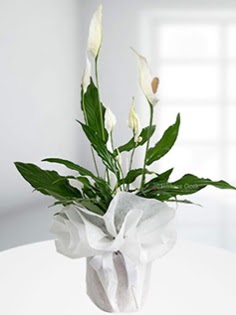 Spathiphyllum �i�e�i Bar�� �i�e�i Yeni bat� mahallesi , �i�ek�i , �i�ek�ilik  