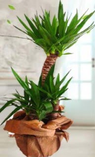 2 li yucca saks� �i�ek bitkisi Bat�kent yurti�i �i�ek sipari�i 