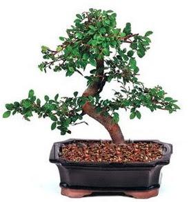 �thal bonsai japon a�ac� Bat�kent yurti�i �i�ek sipari�i 