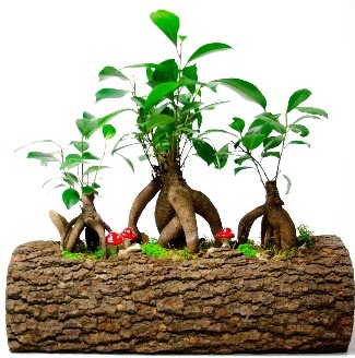 Do�al k�t�k i�inde 3 Bonsai Japon a�ac� kaliteli taze ve ucuz �i�ekler 