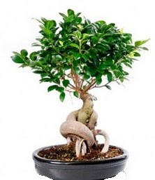 Bonsai japon a�ac� seramik i�inde �ak�rlar �i�ek yolla , �i�ek g�nder 