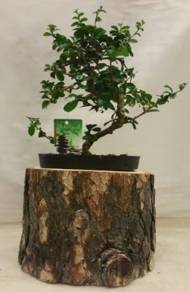 Do�al k�t�k i�inde bonsai japon a�ac� Etimesgut cicekciler , cicek siparisi 