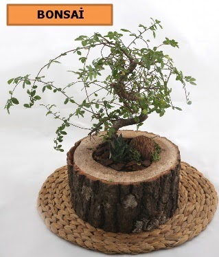 Do�al a�a� k�t�k i�erisinde bonsai bitkisi Bat�kent �nternetten �i�ek sipari�i 