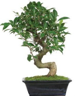 Bonsai saks� bitkisi japon a�ac� �vedik g�venli kaliteli h�zl� �i�ek 