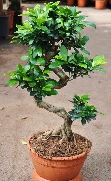 Orta boy bonsai saks� bitkisi Fatih �i�ek sipari�i vermek 