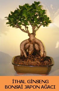 �thal japon a�ac� ginseng bonsai sat��� Etimesgut cicekciler , cicek siparisi 
