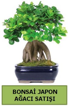 Bonsai japon a�ac� sat��� Demetevler Oran 14 �ubat sevgililer g�n� �i�ek 