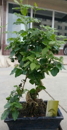 Bonsai japon a�ac� saks� bitkisi �vedik g�venli kaliteli h�zl� �i�ek 