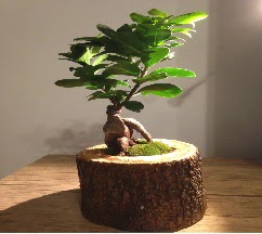 Do�al k�t�kte Bonsai japon a�ac� sat��� kaliteli taze ve ucuz �i�ekler 