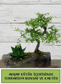 Ah�ap k�t�k bonsai kakt�s teraryum Fatih �i�ek sipari�i vermek 