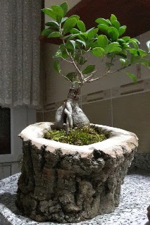 Ah�ap k�t�k i�erisinde ginseng bonsai Fatih �i�ek sipari�i vermek 