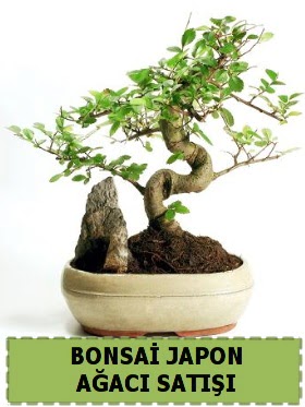 Bonsai japon  a�ac� sat��� Minyat�r �thal Fatih �i�ek sipari�i vermek 