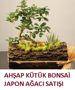Ah�ap k�t�k i�erisinde bonsai ve 3 kakt�s Demetevler �i�ek sipari�i 