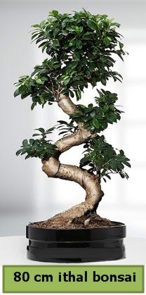 80 cm �zel saks�da bonsai bitkisi Macunk�y sevgilime hediye �i�ek 