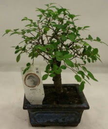 Minyat�r ithal japon a�ac� bonsai bitkisi Demetevler Oran 14 �ubat sevgililer g�n� �i�ek 