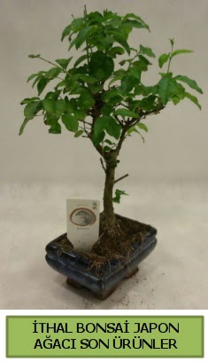 �thal bonsai japon a�ac� bitkisi Bat�kent cicek , cicekci 