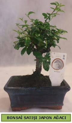 Minyat�r bonsai a�ac� sat��� Ostim mahallesi internetten �i�ek sat��� 