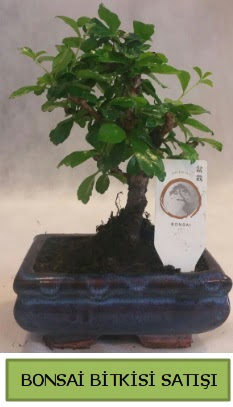 Bonsai ithal g�rsel minyat�r japon a�ac� Yenimahalle �i�ek online �i�ek sipari�i 